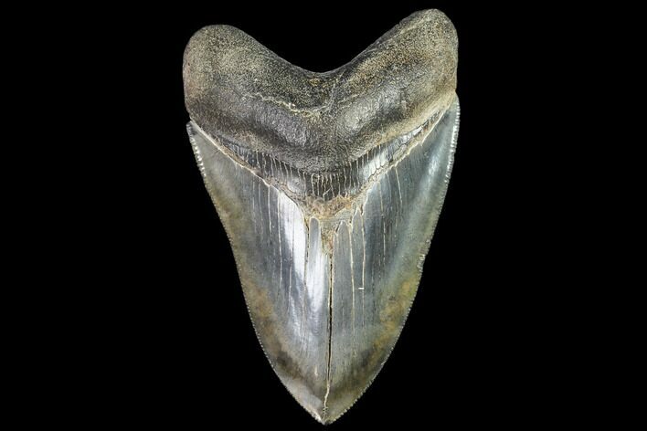 Serrated, Fossil Megalodon Tooth - Georgia #104978